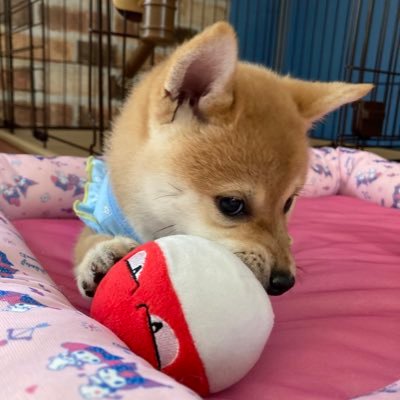 柴犬・きなこ   ♀2022.4.9生まれ🐕