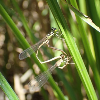 野生生物/昆虫/Odonata, Lucanidae, etc./Mantodea/千葉大院卒/飼育・保全・採集が趣味です