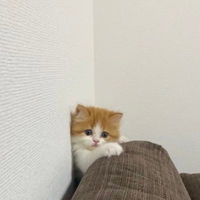 大家族です🐈🤍多頭飼い苦手な方ごめんなさい。猫好きさん無言フォロー大歓迎ですっ◎こちらもすぐフォローしちゃいます笑 お許しください🙇🏻‍♀️浦和レッズを応援してます⚽️♦️We Are REDS！🇾🇪ゲームやらないけどキヨ、わいわい、狩野英孝(様たち)の実況が好き🫶💓