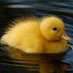duckboi (@duckbooi) Twitter profile photo duckboi (@duckbooi) Twitter profile photo
