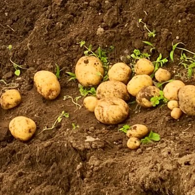 oirabikun's profile picture. 限界26歳