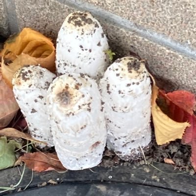 noroyoroo's profile picture. 