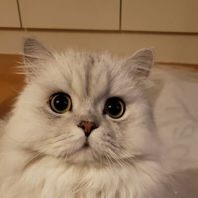 scorporation001's profile picture. 