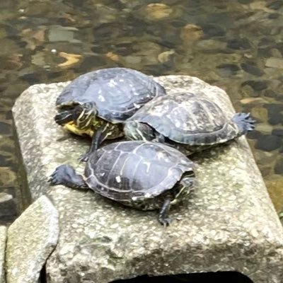 chuopark_kame's profile picture. 新宿中央公園の亀の画像を貼るアカウント