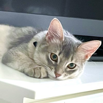 ソマリブルー🐈 エル2021.12.18生まれ→🏠2022.5.21 🐈キラ2022.03.24生まれ→🏠2022.08.23 …記録用📔 無断画像転載禁止🫡