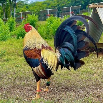 ROOSTERS FOR SALE ONLINE FARM
Cockfight is a widely popular and legal sporting event in much of Latin America And Asian Countries. https://t.co/K0zE9Az0nT