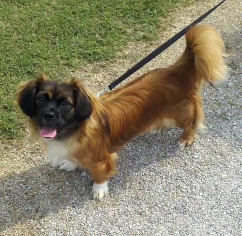 i am a rescue puppy that aspires to be a therapy dog