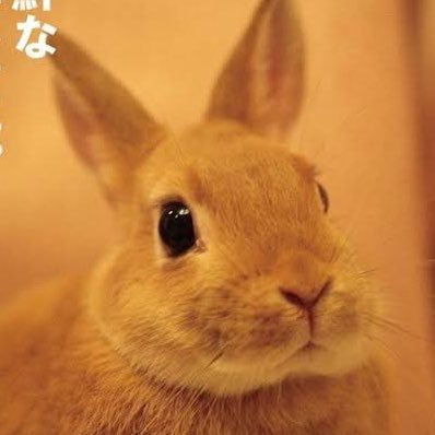 池波正太郎作品好きです。時代劇好き!!うさぎ好き、猫好き、カエル、ピクルスくん好き EDF隊員(=゚ω゚)ノ最近はEDF5とEDF6やってます。 中の人はピクルス 台湾は独立国