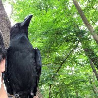 がーちゃんねる（※カラスの名前はクロです） (@gar64crow) Twitter profile photo
