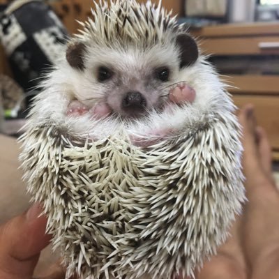 愛と知あふれるY’sガーデンへようこそ。植物🌸🌼自然🐞🐸をこよなく愛する管理人🧔♂️が気ままにパシャリ📸してます★無言フォロー失礼します★無言フォロー大歓迎です★ 二十四節気、七十二候のタグ #白露_kenmei #草露白_kenmei で繋がりましょう❣️