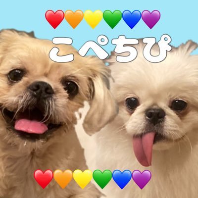 気軽にフォロしてね🐶💓 IAMこっぺ！！🐶💕2020.04.18 特徴→筋肉ムキムキな女の子 IAMちぴ！！🐶💕2021.10.15 特徴→舌でがちの甘ったれ姫 WEAREこぺちぴ！！🐶🐶❤︎ ペキニーズだよ。