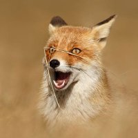 Flabbergasted Fox (@flabbergastfox) 's Twitter Profile