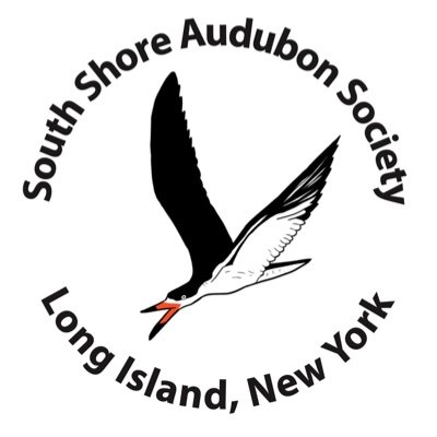 The South Shore Audubon Society is a nonprofit, all-volunteer chapter of the National Audubon Society and a member of the Audubon Council of New York State.