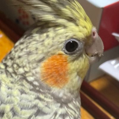 Kuinaさんのプロフィール画像