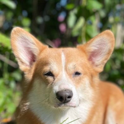 Hi, I'm corgi Buddy, the crypto dog!