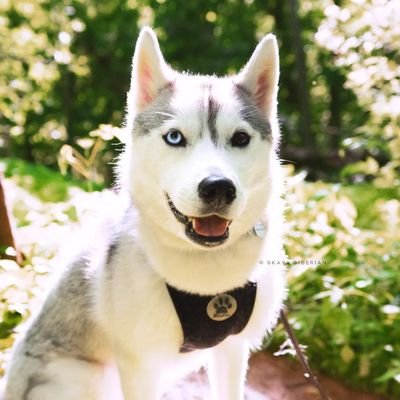 The best account for husky lover✌️