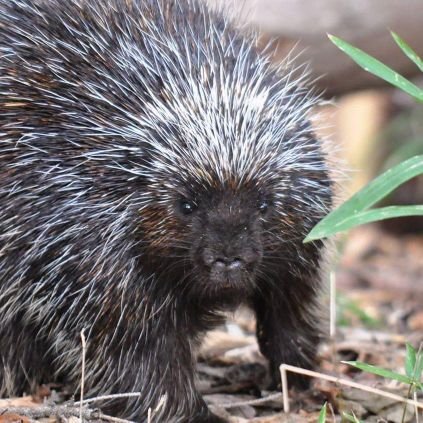I'm cute until you force me to prick you!!! NAP/ZAP
Don't tread on me!!
Taxation is Theft!!
1A/2A
I don't answer DM's unless I know you...No solicitations!!