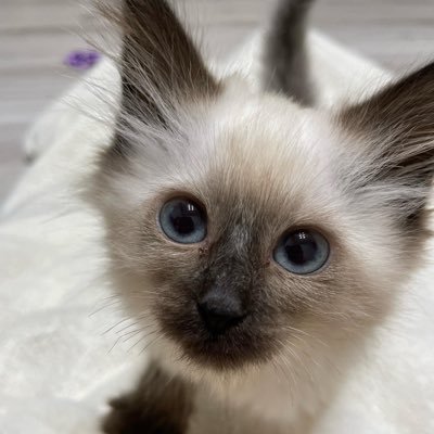 北海道🌳🍃2022年1月6日産まれ サイベリアンフォレストキャットのマシュです🐈 FIP(猫伝染性腹膜炎)発症しました。ラプコンからモルヌピラビルに切りかえて治療→9月13日から経過観察→12月21日3ヶ月間の定期検査終了→2023年9月まで寛解状態です🏥Twitterの中の人はママです🙋‍♀️