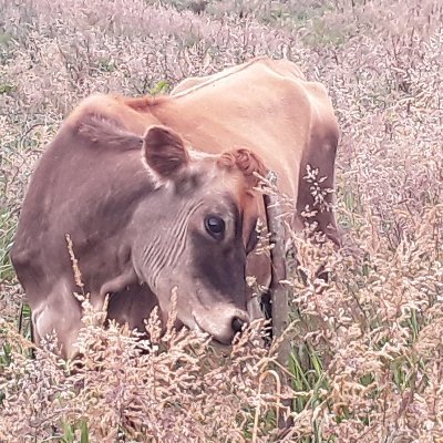 ferrome49335012's profile picture. Jesus es suficiente