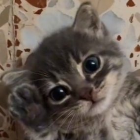 reacttionn's profile picture. reacttion/strazed, absolute dumb idiot