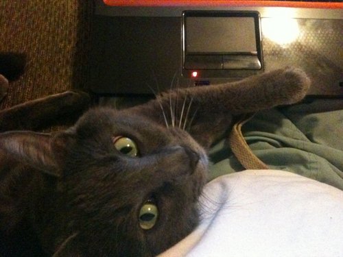 4CatsReview's profile picture. 4CatsReview is a NEW and EXCITING venture of @kryscallarman and @kevincallarman sharing stories, product review and advice to fellow cat lovers.