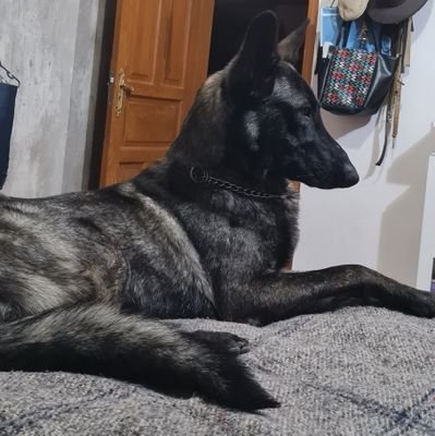 Sra_Rodillo's profile picture. There's three ways to do things, the right way, the wrong way and the way that i do it