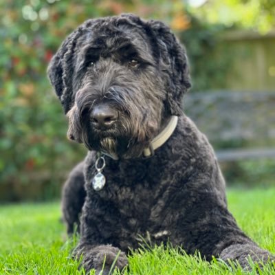 Oscar the Bernedoodle. London U.K 🇬🇧 Loves all dogs. Choosy about humans.