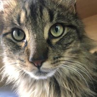 Daniel127 (@daniel12720) 's Twitter Profile