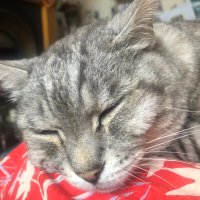 ๐ Archie ๐ & Sigyn โค๏ธ Frank & Pi (@stripeyspotty) 's Twitter Profile Photo ๐ Archie ๐ & Sigyn โค๏ธ Frank & Pi (@stripeyspotty) 's Twitter Profile Photo