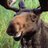 Moose