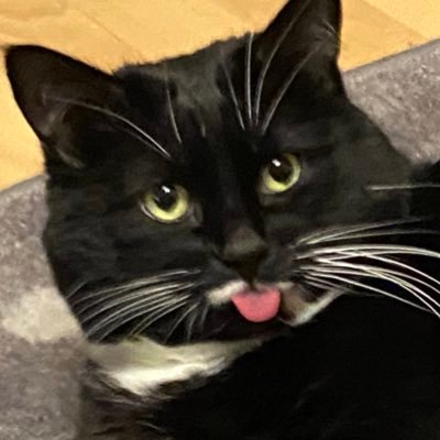 BlepCarlos's profile picture. Carlos the kitty who bleps all the time👅😺 https://t.co/vV1f32yPCn