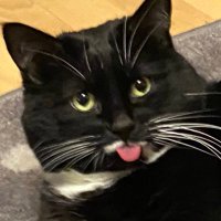 CarlosBlep (@blepcarlos) 's Twitter Profile