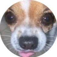 Lilyheartswaff1's profile picture. #1 certified waffle enthusiast