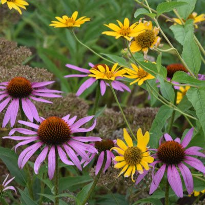 blooms