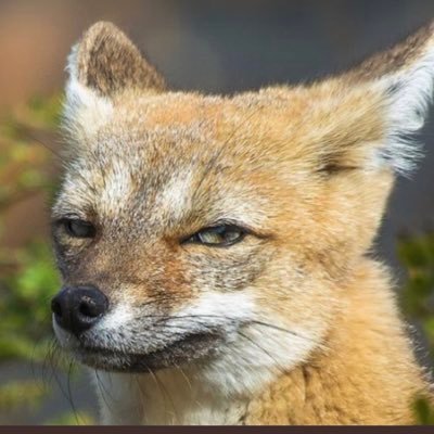majorsuckage1's profile picture. Not a real Major, Anti Republican. Pro Democracy. Pro Choice.
