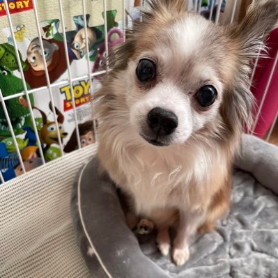 Sanacs37's profile picture. 嵐（相葉さん）でV6（坂本さん）でNACS（音尾さん）ジャニーズJr. （林くん） SixTONES（ジェシー）