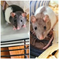 The Rat Man (@theratman287) 's Twitter Profile Photo The Rat Man (@theratman287) 's Twitter Profile Photo