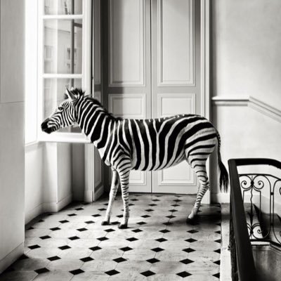 sophie_odoux's profile picture. 