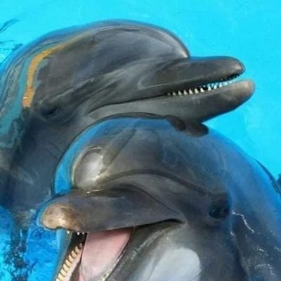 PatoutDu52's profile picture. 