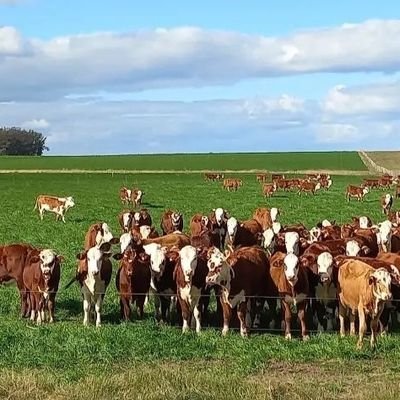 INAGROUY's profile picture. - Venta de campos y estancias
- Asesoramiento en producción ganadera extensiva e intensiva 🌱
- Plan de producción.🐮
- Producción y manejo de pasturas.☘️🍀🌾