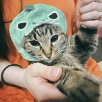 あーこ (@a_pikawa) 's Twitter Profile Photo あーこ (@a_pikawa) 's Twitter Profile Photo