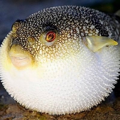 Blowfish5882's profile picture. 복어다