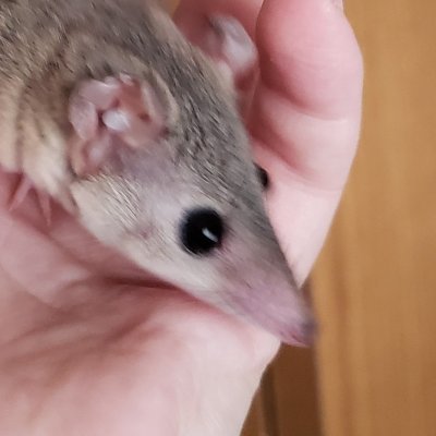 felix, the 🏴さんのプロフィール画像