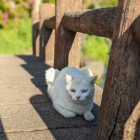 えむくん (@sm_1296) 's Twitter Profile