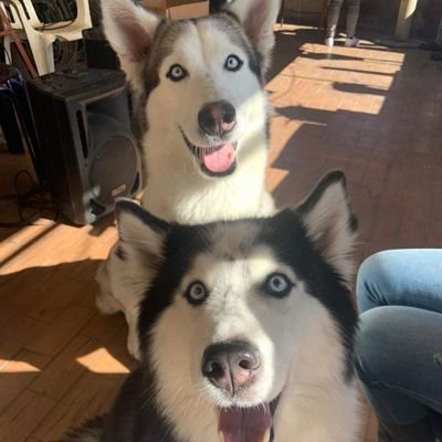 wguayacundo's profile picture. La necedad de no tener precio