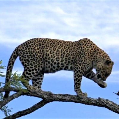 Chemelmar's profile picture. Crazy for Cats♥ Wildlife+Nature 
Thankful for #wildearth Safari LIVE streams on https://t.co/luuoz1nxvr & https://t.co/hiIL7FQEt0 &DJ cam https://t.co/VRYJTnbmTC