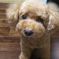 hana_mami⛸ (@hanappo) Twitter profile photo