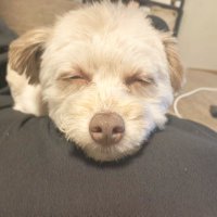 あぴの。 (@aaai091112) 's Twitter Profile