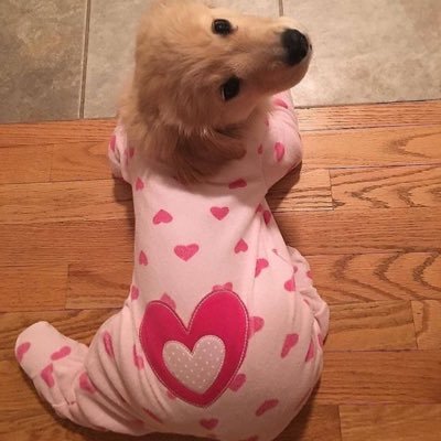 dogs in onesies to make your day | DM submissions