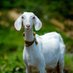 Royal Goat Farming (@royalfarming) Twitter profile photo Royal Goat Farming (@royalfarming) Twitter profile photo